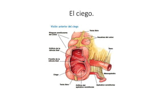 El ciego.
 