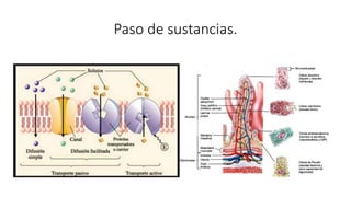 Paso de sustancias.
 