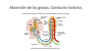 Absorción de las grasas. Conducto torácico.
 