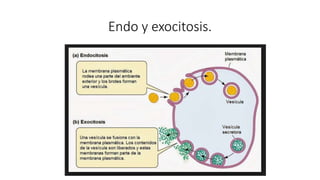 Endo y exocitosis.
 