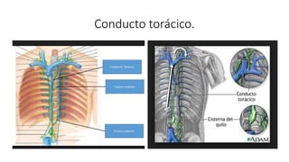 Conducto torácico.
 