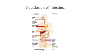 Líquidos en el intestino.
 