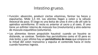 Intestino grueso.
• Función: absorción, producir ciertas vitaminas, formar las heces y
expulsarlas. Mide 1,5 mt. Los alientos llegan a colon y la válvula
ileocecal da paso. El ciego es una bolsa de unos 6 ctm y de allí sale la
apéndice vermiforme. El recto es anterior al sacro y al coxis. El ano
tiene un esfínter interno de músculo liso (involuntario) y otro externo
de músculo esquelético (voluntario).
• Los alimentos tienen propulsión haustral: cuando un haustro se
distiende, se contrae. También hay peristaltismo como el ID pero es
más lento; y por último hay un peristaltismo de masa que empieza en
la mitad del colon transverso y expulsa el contenido hacia el recto
cuando hacemos ingesta.
 