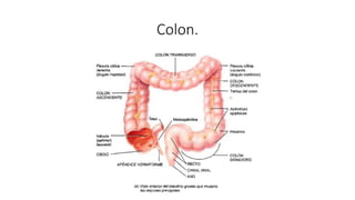 Colon.
 