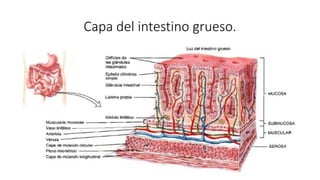 Capa del intestino grueso.
 