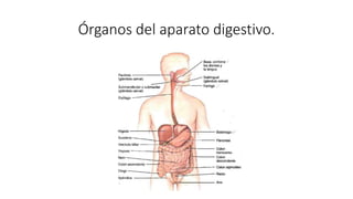 Órganos del aparato digestivo.
 