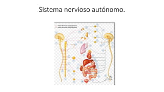 Sistema nervioso autónomo.
 
