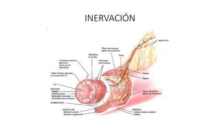 INERVACIÓN
 