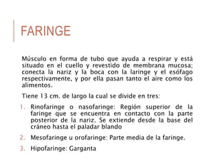 FARINGE
Músculo en forma de tubo que ayuda a respirar y está
situado en el cuello y revestido de membrana mucosa;
conecta la nariz y la boca con la laringe y el esófago
respectivamente, y por ella pasan tanto el aire como los
alimentos.
Tiene 13 cm. de largo la cual se divide en tres:
1. Rinofaringe o nasofaringe: Región superior de la
faringe que se encuentra en contacto con la parte
posterior de la nariz. Se extiende desde la base del
cráneo hasta el paladar blando
2. Mesofaringe u orofaringe: Parte media de la faringe.
3. Hipofaringe: Garganta
 