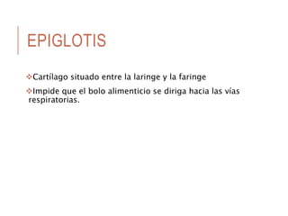 EPIGLOTIS
Cartílago situado entre la laringe y la faringe
Impide que el bolo alimenticio se diriga hacia las vías
respiratorias.
 