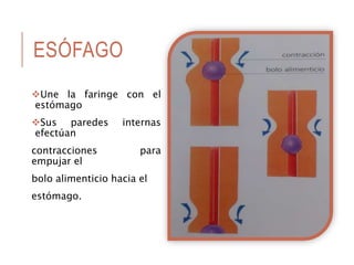 ESÓFAGO
Une la faringe con el
estómago
Sus paredes internas
efectúan
contracciones para
empujar el
bolo alimenticio hacia el
estómago.
 