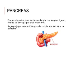 PÁNCREAS
Produce insulina que trasforma la glucosa en glucógeno,
fuente de energía para los músculos.
Segrega jugo pancreático para la trasformación total de
alimentos.
 