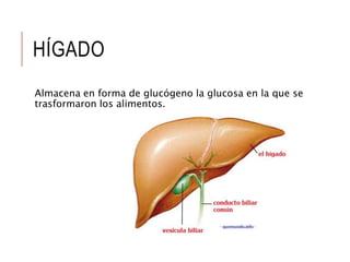 HÍGADO
Almacena en forma de glucógeno la glucosa en la que se
trasformaron los alimentos.
 