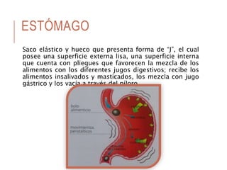 ESTÓMAGO
Saco elástico y hueco que presenta forma de “J”, el cual
posee una superficie externa lisa, una superficie interna
que cuenta con pliegues que favorecen la mezcla de los
alimentos con los diferentes jugos digestivos; recibe los
alimentos insalivados y masticados, los mezcla con jugo
gástrico y los vacía a través del píloro.
 