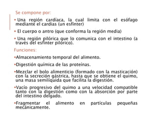 Se compone por:
 Una región cardíaca, la cual limita con el esófago
mediante el cardias (un esfínter)
 El cuerpo o antro (que conforma la región media)
 Una región pilórica que lo comunica con el intestino (a
través del esfínter pilórico).
Funciones:
Almacenamiento temporal del alimento.
Digestión química de las proteínas.
Mezclar el bolo alimenticio (formado con la masticación)
con la secreción gástrica, hasta que se obtiene el quimo,
una masa semilíquida que facilita la digestión.
Vacío progresivo del quimo a una velocidad compatible
tanto con la digestión como con la absorción por parte
del intestino delgado.
Fragmentar el alimento en partículas pequeñas
mecánicamente.
 