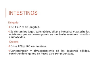 INTESTINOS
Delgado:
De 4 a 7 m de longitud.
Se vierten los jugos pancreático, biliar e intestinal y absorbe los
nutrientes que se descomponen en moléculas menores llamadas
aminoácidos.
Grueso:
Entre 120 y 160 centímetros.
Concentración y almacenamiento de los desechos sólidos,
convirtiendo el quimo en heces para ser excretadas.
 