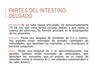 PARTES DEL INTESTINO
DELGADO
Duodeno:Es un tubo hueco articulado, de aproximadamente
25-38 cm, que tiene forma curvada debido a que rodea la
cabeza del páncreas. Su función principal es la disgregación
de los alimentos.
Yeyuno: Posee una longitud de alrededor de 2,5-3 metros.
Sus paredes están revestidas de grandes cantidades de
vellosidades, que absorben los nutrientes y los distribuyen al
torrente sanguíneo.
Íleon: Posee una longitud de 2 m aproximadamente. Sus
paredes también están revestidas de vellosidades, que
absorben los nutrientes que el yeyuno no es capaz de
absorber, como la vitamina B12, los péptidos (aminoácidos) o
las sales biliares.
 