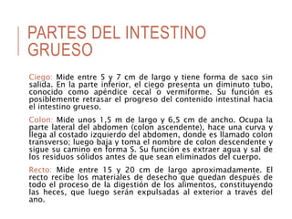 PARTES DEL INTESTINO
GRUESO
Ciego: Mide entre 5 y 7 cm de largo y tiene forma de saco sin
salida. En la parte inferior, el ciego presenta un diminuto tubo,
conocido como apéndice cecal o vermiforme. Su función es
posiblemente retrasar el progreso del contenido intestinal hacia
el intestino grueso.
Colon: Mide unos 1,5 m de largo y 6,5 cm de ancho. Ocupa la
parte lateral del abdomen (colon ascendente), hace una curva y
llega al costado izquierdo del abdomen, donde es llamado colon
transverso; luego baja y toma el nombre de colon descendente y
sigue su camino en forma S. Su función es extraer agua y sal de
los residuos sólidos antes de que sean eliminados del cuerpo.
Recto: Mide entre 15 y 20 cm de largo aproximadamente. El
recto recibe los materiales de desecho que quedan después de
todo el proceso de la digestión de los alimentos, constituyendo
las heces, que luego serán expulsadas al exterior a través del
ano.
 