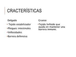 CRACTERÍSTICAS
Delgado
 Tejido estabilizador
Pliegues intestinales
Vellosidades
Barrera defensiva
Grueso
Tejido linfoide que
ayuda en mantener una
barrera inmune.
 