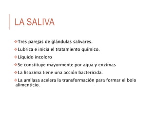 LA SALIVA
Tres parejas de glándulas salivares.
Lubrica e inicia el tratamiento químico.
Líquido incoloro
Se constituye mayormente por agua y enzimas
La lisozima tiene una acción bactericida.
La amilasa acelera la transformación para formar el bolo
alimenticio.
 