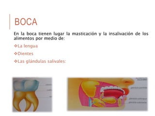 BOCA
En la boca tienen lugar la masticación y la insalivación de los
alimentos por medio de:
La lengua
Dientes
Las glándulas salivales:
 