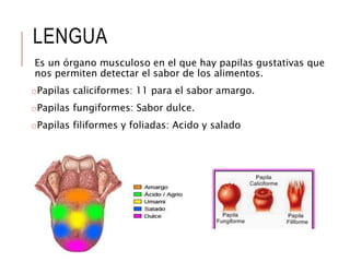LENGUA
Es un órgano musculoso en el que hay papilas gustativas que
nos permiten detectar el sabor de los alimentos.
oPapilas caliciformes: 11 para el sabor amargo.
oPapilas fungiformes: Sabor dulce.
oPapilas filiformes y foliadas: Acido y salado
 