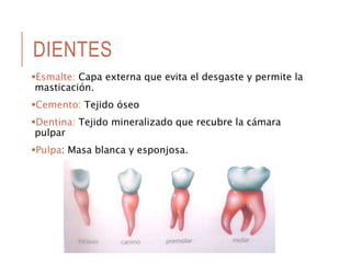 DIENTES
Esmalte: Capa externa que evita el desgaste y permite la
masticación.
Cemento: Tejido óseo
Dentina: Tejido mineralizado que recubre la cámara
pulpar
Pulpa: Masa blanca y esponjosa.
 