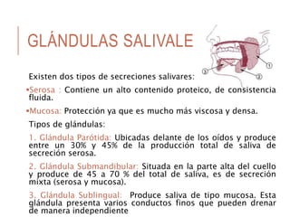 GLÁNDULAS SALIVALES
Existen dos tipos de secreciones salivares:
Serosa : Contiene un alto contenido proteico, de consistencia
fluida.
Mucosa: Protección ya que es mucho más viscosa y densa.
Tipos de glándulas:
1. Glándula Parótida: Ubicadas delante de los oídos y produce
entre un 30% y 45% de la producción total de saliva de
secreción serosa.
2. Glándula Submandibular: Situada en la parte alta del cuello
y produce de 45 a 70 % del total de saliva, es de secreción
mixta (serosa y mucosa).
3. Glándula Sublingual: Produce saliva de tipo mucosa. Esta
glándula presenta varios conductos finos que pueden drenar
de manera independiente
 