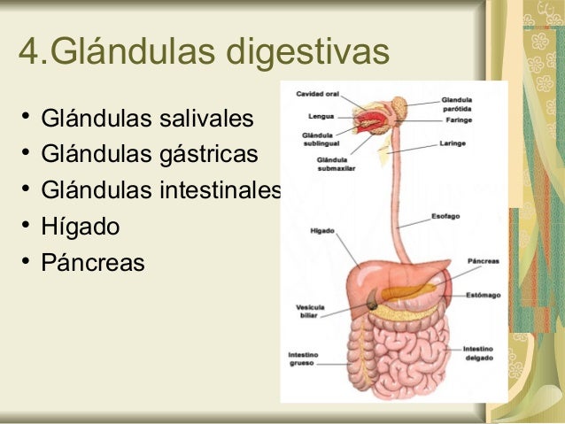 Digestivo