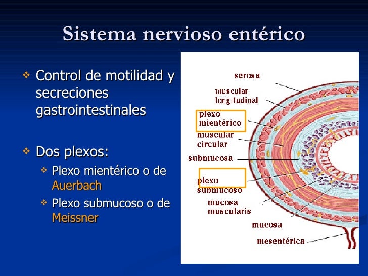 Digestivo I, Ii, Ii, Iv.