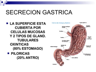 SECRECION GASTRICA LA SUPERFICIE ESTA CUBIERTA POR CELULAS MUCOSAS Y 2 TIPOS DE GLAND. TUBULARES OXINTICAS  (80% ESTOMAGO) PILORICAS  (20% ANTRO) 
