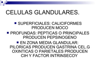 CELULAS GLANDULARES. SUPERFICIALES: CALICIFORMES PRODUCEN MOCO PROFUNDAS: PEPTICAS O PRINCIPALES PRODUCEN PEPSINOGENO EN ZONA MEDIA GLANDULAR:  PILORICAS PRODUCEN GASTRINA CEL.G OXINTICAS O PARIETALES PRODUCEN CIH Y FACTOR INTRINSECOY  