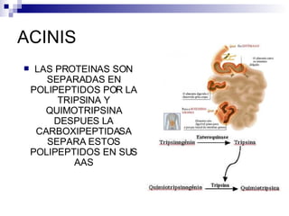 ACINIS LAS PROTEINAS SON SEPARADAS EN POLIPEPTIDOS POR LA TRIPSINA Y QUIMOTRIPSINA DESPUES LA CARBOXIPEPTIDASA SEPARA ESTOS POLIPEPTIDOS EN SUS AAS 