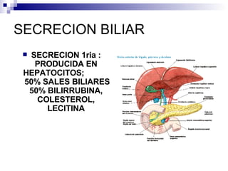 SECRECION BILIAR SECRECION 1ria : PRODUCIDA EN HEPATOCITOS;  50% SALES BILIARES 50% BILIRRUBINA, COLESTEROL, LECITINA 
