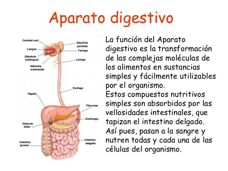 Resultado de imagen para sistema digestivo