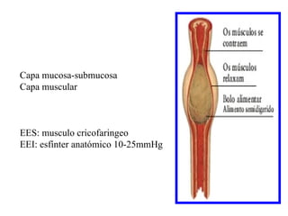 Capa mucosa-submucosa
Capa muscular



EES: musculo cricofaringeo
EEI: esfínter anatómico 10-25mmHg
 