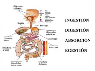 INGESTIÓN

DIGESTIÓN

ABSORCIÓN

EGESTIÓN
 