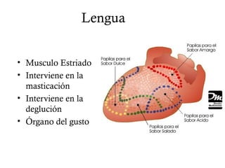 Lengua


• Musculo Estriado
• Interviene en la
  masticación
• Interviene en la
  deglución
• Órgano del gusto
 