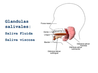 Glandulas
salivales:
Saliva Fluida
Saliva viscosa
 