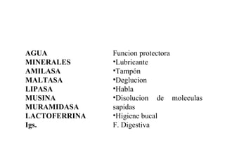 SALIVA


AGUA           Funcion protectora
MINERALES      •Lubricante
AMILASA        •Tampón
MALTASA        •Deglucion
LIPASA         •Habla
MUSINA         •Disolucion de moleculas
MURAMIDASA     sapidas
LACTOFERRINA   •Higiene bucal
Igs.           F. Digestiva
 