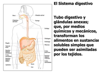 El Sistema digestivo


Tubo digestivo y
glándulas anexas;
que, por medios
químicos y mecánicos,
transforman los
alimentos en sustancias
solubles simples que
pueden ser asimiladas
por los tejidos.
 