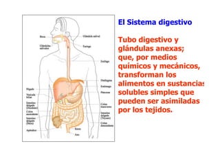 El Sistema digestivo

Tubo digestivo y
glándulas anexas;
que, por medios
químicos y mecánicos,
transforman los
alimentos en sustancias
solubles simples que
pueden ser asimiladas
por los tejidos.
 