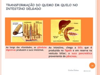 TRANSFORMAÇÃO DO QUIMO EM QUILO NO 
INTESTINO DELGADO 
Ao longo das vilosidades, as glândulas 
digestivas produzem o suco intestinal. 
Ao intestino, chega a bílis que é 
produzida no fígado e em reserva na 
vesícula biliar; o suco pancreático 
proveniente do pâncreas. 
25-11-14 
10 
Carlos Palma 
 