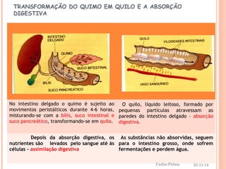 TRANSFORMAÇÃO DO QUIMO EM QUILO E A ABSORÇÃO 
DIGESTIVA 
No intestino delgado o quimo é sujeito ao 
movimentos peristálticos durante 4-6 horas, 
misturando-se com a bílis, suco intestinal e 
suco pancreático, transformando-se em quilo. 
O quilo, líquido leitoso, formado por 
pequenas partículas atravessam as 
paredes do intestino delgado – absorção 
digestiva. 
Depois da absorção digestiva, os 
nutrientes são levados pelo sangue até às 
células - assimilação digestiva 
As substâncias não absorvidas, seguem 
para o intestino grosso, onde sofrem 
fermentações e perdem água. 
11 
25-11-14 
Carlos Palma 
 