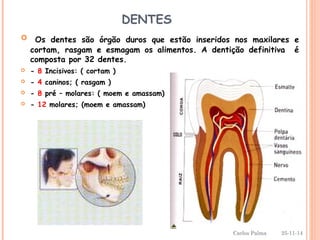 DENTES 
 Os dentes são órgão duros que estão inseridos nos maxilares e 
cortam, rasgam e esmagam os alimentos. A dentição definitiva é 
composta por 32 dentes. 
 - 8 Incisivos: ( cortam ) 
 - 4 caninos; ( rasgam ) 
 - 8 pré – molares: ( moem e amassam) 
 - 12 molares; (moem e amassam) 
6 
25-11-14 
Carlos Palma 
 