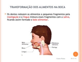 TRANSFORMAÇÃO DOS ALIMENTOS NA BOCA 
 Os dentes reduzem os alimentos a pequenos fragmentos pela 
mastigação e a língua mistura esses fragmentos com a saliva, 
ficando assim formado o bolo alimentar. 
7 
25-11-14 
Carlos Palma 
 