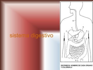 sistema digestivo
 