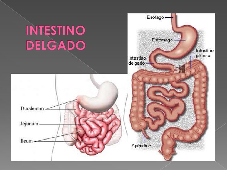 INTESTINO DELGADO INTESTINO GRUESO