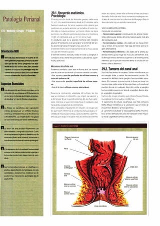 Digestivo Cto 7