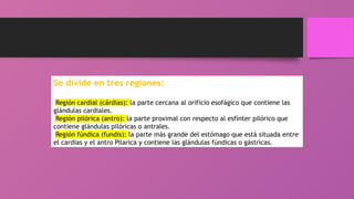 Se divide en tres regiones:
Región cardial (cárdias): la parte cercana al orificio esofágico que contiene las
glándulas cardiales.
Región pilórica (antro): la parte proximal con respecto al esfínter pilórico que
contiene glándulas pilóricas o antrales.
Región fúndica (fundis): la parte más grande del estómago que está situada entre
el cardias y el antro Pilarica y contiene las glándulas fúndicas o gástricas.
 